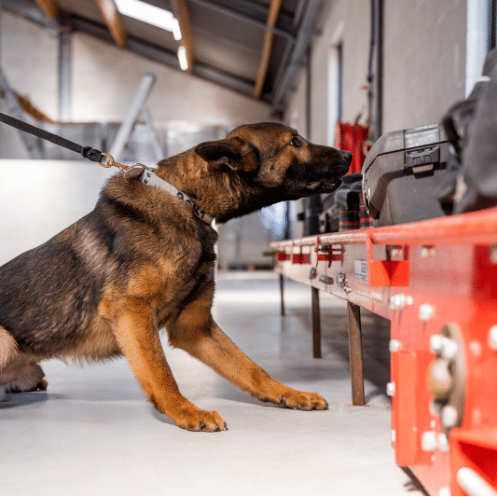 explosive-detection-dogs-for-sale